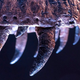 Teeth from the T. rex specimen “Stan.”